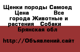 Щенки породы Самоед › Цена ­ 20 000 - Все города Животные и растения » Собаки   . Брянская обл.